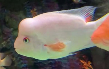 寿星鱼是什么品种的鱼？