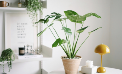 客厅养植物真的能改善空气吗？